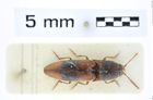 Foto (Dorsalansicht) von Dolinolus beccarii (Schimmel, 1999) (NHMW-ZOO-COL-0008414)
